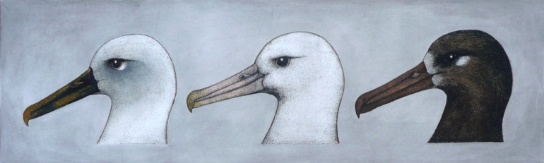 Albatross heads