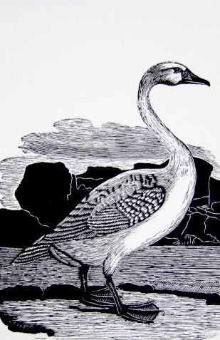 Homage to Bewick and his swan