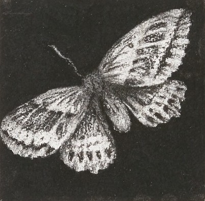Moth #12