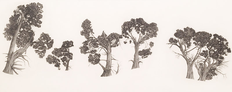 White Cypress – Mungo