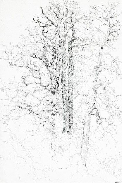 Skeleton tree, Elms