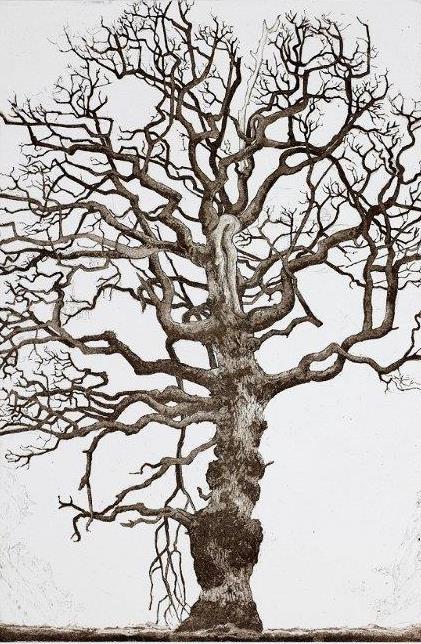 Bluenose tree, Oak