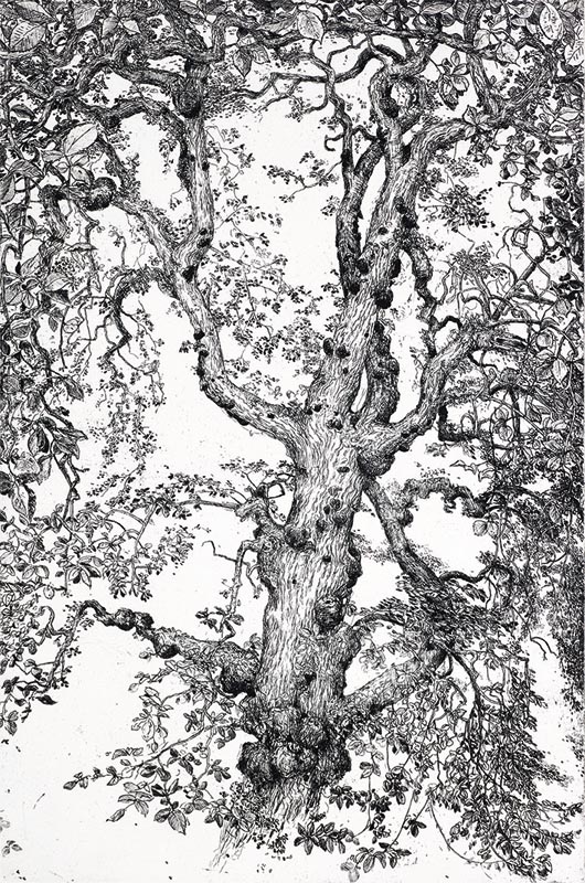 Owl tree, Elm