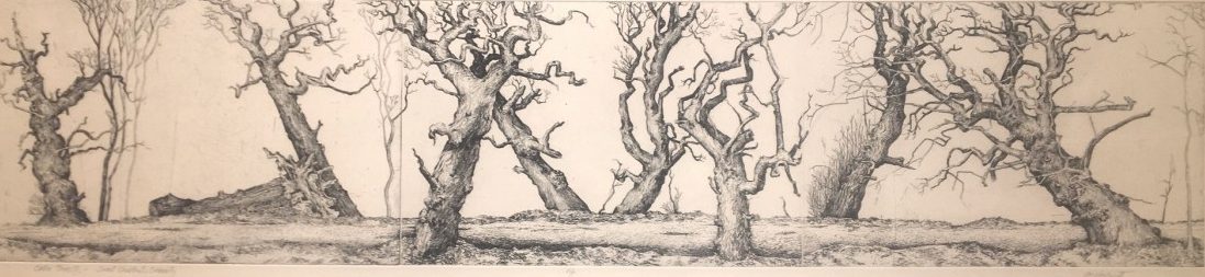 Sutor trees II, Sweet chestnut