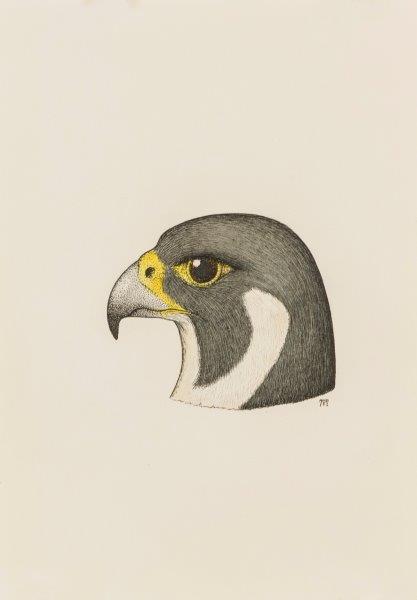 Peregrine Falcon portrait