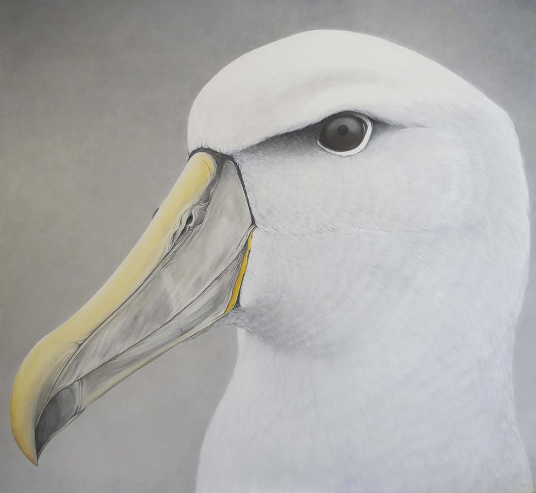Salvin’s Albatross