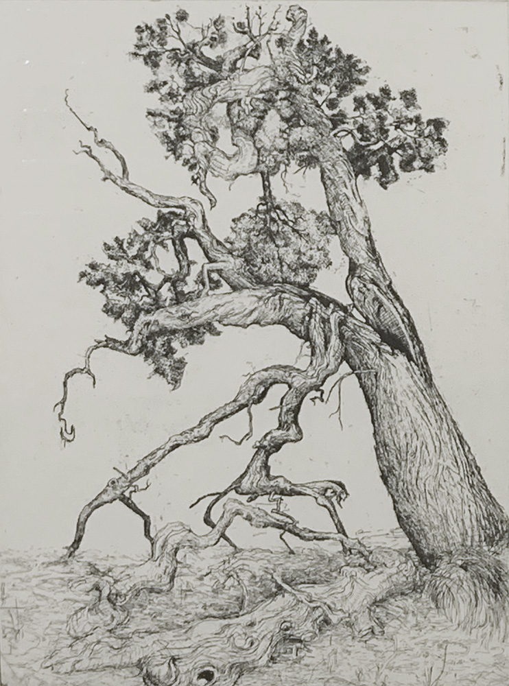 Cypress pine – Mungo