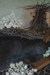 Flannel flowers