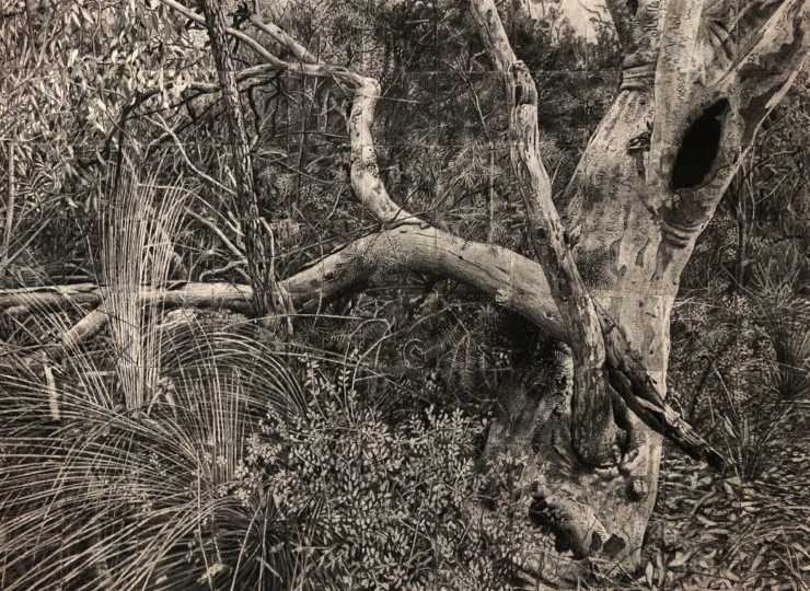 Angus Fisher – Finalist in the Dobell Drawing Prize #23