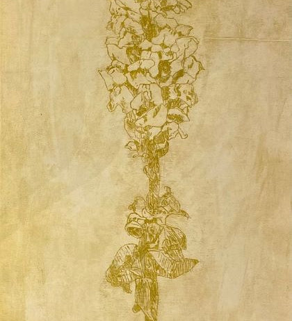 Large snapdragon II 2024