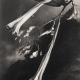 Brugonia 2026