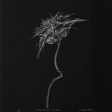 Silver Thistle Étude 2026