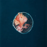 Intertidal Kosmos 2026