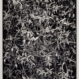 Entwined 2025–26