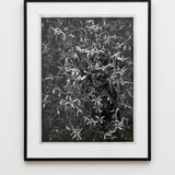 Entwined 2025–26
