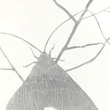 Moth Stage II 2026