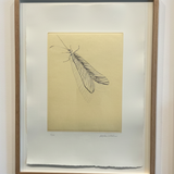 Lacewing 2022