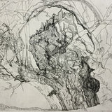R.R.Red Gum I 2024