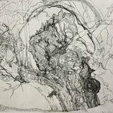 R.R.Red Gum I 2024