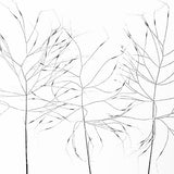 Grass V 2017