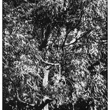 Considering the tree 2020