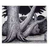 Tree - Inverloch 2009