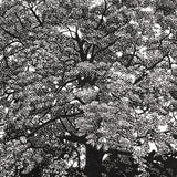 Pin Oak - Walsh Street 2008