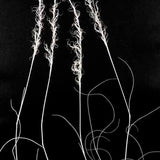 Grass - white I 2019