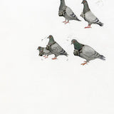 Spy pigeons 2012
