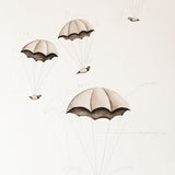 Diagram for pigeon drop 2012