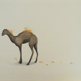 Burning camel 2012