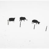 Paddock Drawing 22 2010