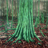 The mother tree  2025