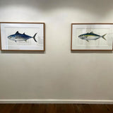 Yellowtail Kingfish 2024