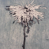 Straggly chrysanthemum 2024