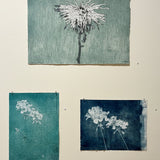 Straggly chrysanthemum 2024