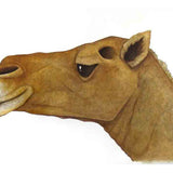 The camel 2012