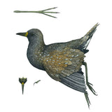 Black-tailed Native Hen 2012