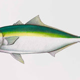Yellowtail Kingfish 2024