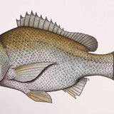 Bream 2024