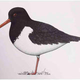 Pied Oystercatcher 2024