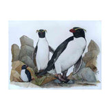 Fiordland penguins 2011