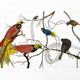 Birds of Paradise 2010