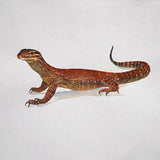 Animalis – Monitor Lizard 2026