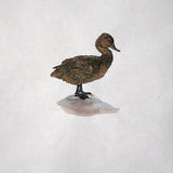 Aves – Freckled Duck 2026