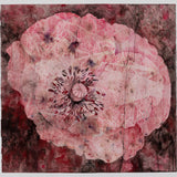Poppy bloom 2026