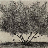 Olive tree 2026