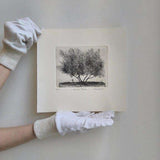 Olive tree 2026
