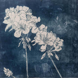 Large pelargonium 2024