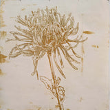 Large chrysanthemum 2024